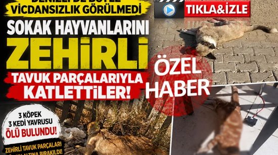 Denizli'de sokak hayvanlarını zehirli tavuk parçalarıyla katlettiler
