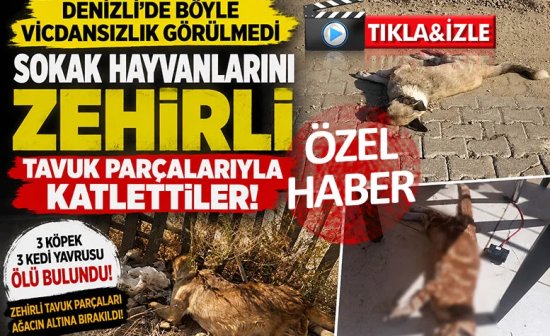 Denizli'de sokak hayvanlarını zehirli tavuk parçalarıyla katlettiler