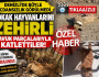 Denizli'de sokak hayvanlarını zehirli tavuk parçalarıyla katlettiler