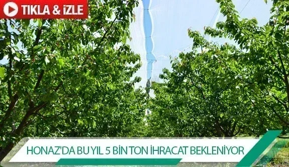 Honaz'da bu yıl 5 bin ton ihracat bekleniyor