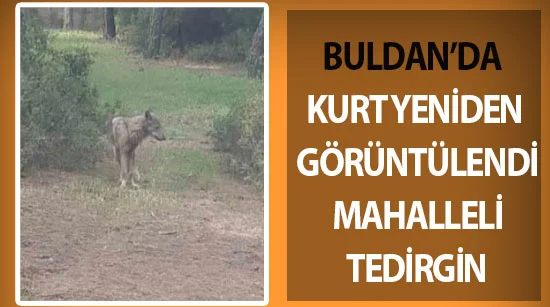 Buldan’da Kurt Yeniden Görüntülendi, Mahalleli Tedirgin